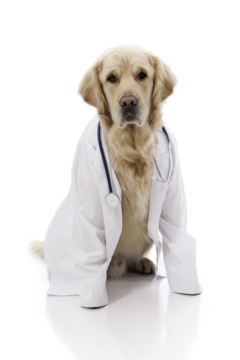 Golden Retriever Doctor Gli animali fanno bene alla nostra salute