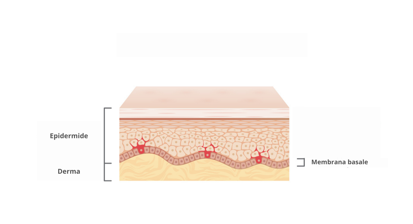 Epidermide Strati della pelle